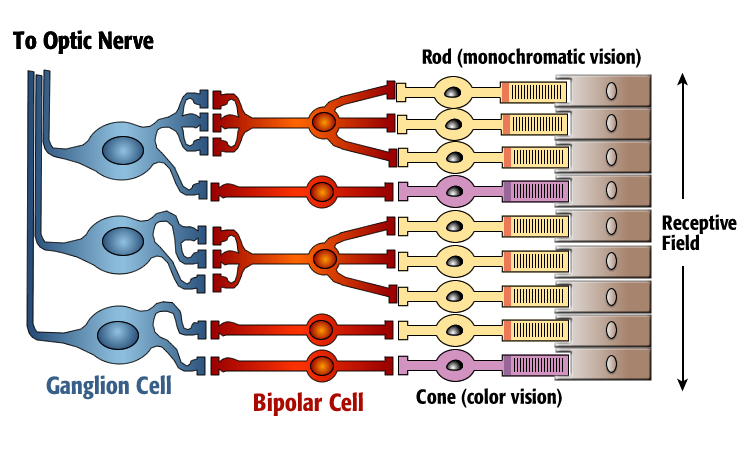 Artists rendition of a closeup of the retina of the eye